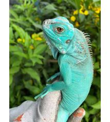 Blue Iguana - Rồng Nam Mỹ Xanh